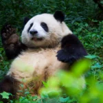 Hua hua’s birthday bash and her cuddly panda empire
