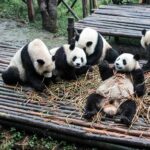 Chengdu appoints national darling Panda Hua Hua honorary tourism chief