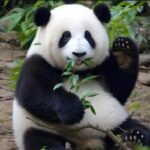 Fans gather for “coming-of-age” party of panda star Hua Hua in Chengdu